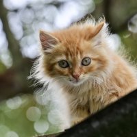 Домашние животные :: Вадим 