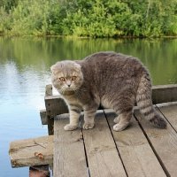 Нырять?!!! Ни за что! :: Галина Нестратова