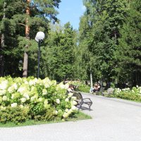 Цветут гортензии в Центральном парке
