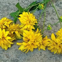 Цветы из детства моего! :: Валентина Нефёдова Цветы из детства моего! :: Валентина Нефёдова