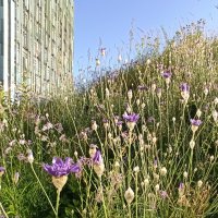 Городские цветы :: Галина 