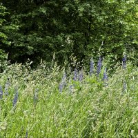Разнотравье