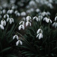 Подснежников мартовских цвет.