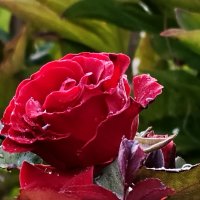 Природа