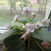 Фиалка на окошке :: Елена Семигина