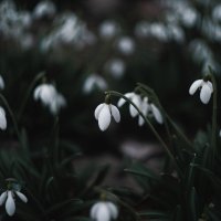 Подснежников мартовских цвет. :: Анатолий Щербак