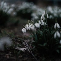 Подснежников мартовских цвет. :: Анатолий Щербак