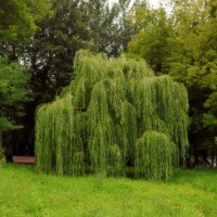 Ветви, как струны, склонились к земле…