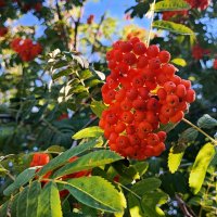 Мобильное фото