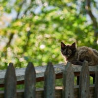 Котенок на скамейке