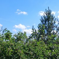 летят к фруктовым деревьям