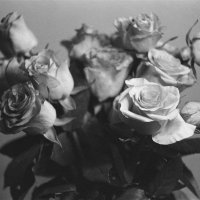 B&W Roses