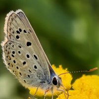 Села на пижму. :: Александр Кондаков Села на пижму. :: Александр Кондаков