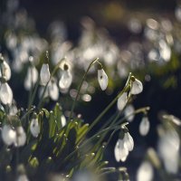 Светозарное утро мартовских подснежников.