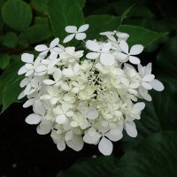 Гортензия метельчатая