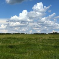 Заросли поля травою