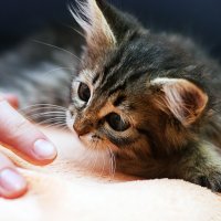 Маленький охотник :: Игорь Гор