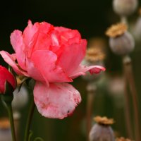 Красавица и наркоманы