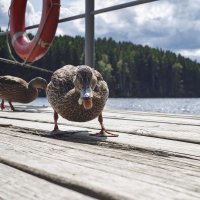 Когда узнала, что хлеб на причале закончился.