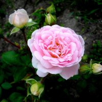 Роза :: VasiLina *