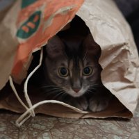 Котэ