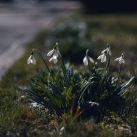 Мартовских подснежников обитель.