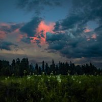 Июнь. Цветение лобазника.