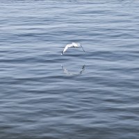 Чайка над водой