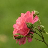 Розы всегда притягивают фотографа :: Игорь Сикорский Розы всегда притягивают фотографа :: Игорь Сикорский