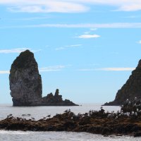 Камчатка. Птичий базарчик