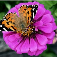У меня НА Даче... Бабочка🦋 :: "The Natural World" Александер У меня НА Даче... Бабочка🦋 :: "The Natural World" Александер