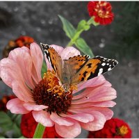 У меня НА Даче... Бабочка🦋 :: "The Natural World" Александер У меня НА Даче... Бабочка🦋 :: "The Natural World" Александер