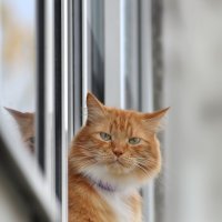 Кто хозяин? Я хозяин! :: Татьяна Бравая