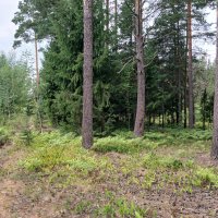 В лесу :: Наталья Герасимова