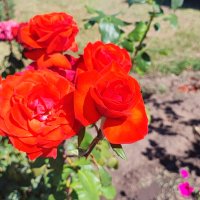 Мобильное фото