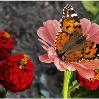 У меня НА Даче... Бабочка🦋 :: "The Natural World" Александер У меня НА Даче... Бабочка🦋 :: "The Natural World" Александер