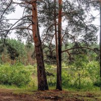 Лесными трОпами )