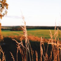 Поле :: Илья Шенгелия