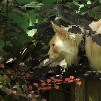 на охоте :: ИННА ПОРОХОВА на охоте :: ИННА ПОРОХОВА