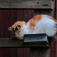 Домашние животные :: Вадим 