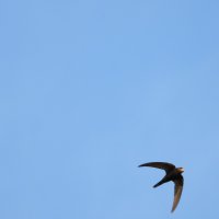 с :: Конрад Карлович Михельсон