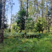 тропа в траве