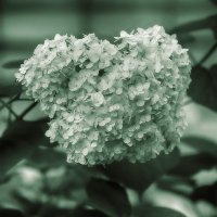 Гортензия.