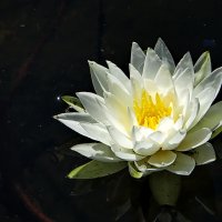Белая