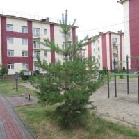 Ель и турники