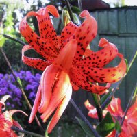 Красотка