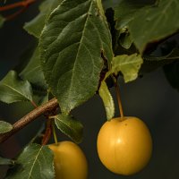 Слива в саду :: Анастасия Белякова