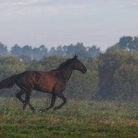 Утренняя пробежка. :: Виктор Евстратов Утренняя пробежка. :: Виктор Евстратов