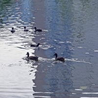 На городском пруду