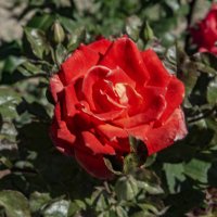 Роза :: Анатолий Чикчирный